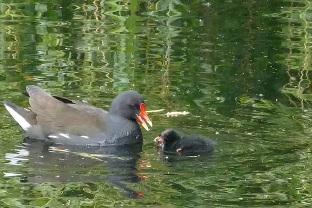 Moorhen and chick at Sandall Park