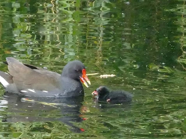 Moorhen and chick at Sandall Park