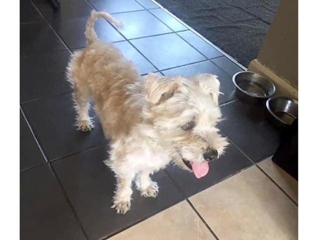 Sam Powell, from Leigh Park, sent in this picture of her dog Bertie Dowdell who was home groomed.