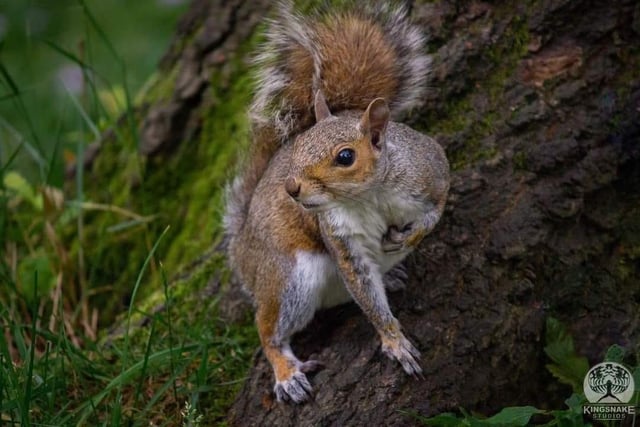 Rob Hatfield said: "A squirrel from the Botanical Gardens."