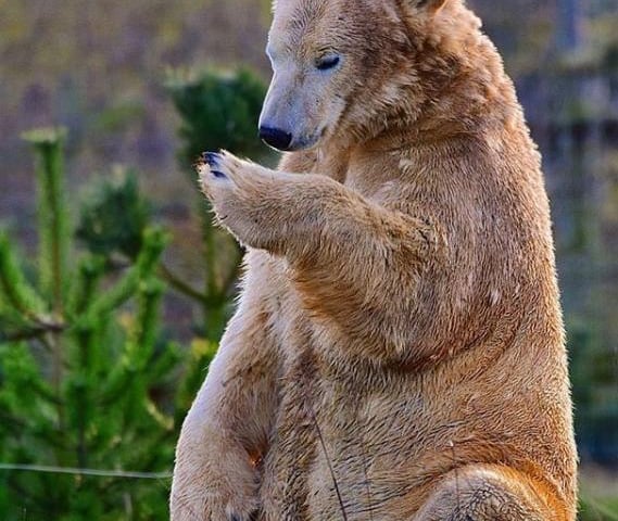 @isaacj_photography found this polar bear looking down at his paw as if he had a phone at the Yorkshire Wildlife Park.