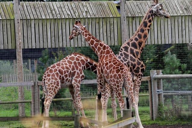 Giraffes at Yorkshire Wildlife Park