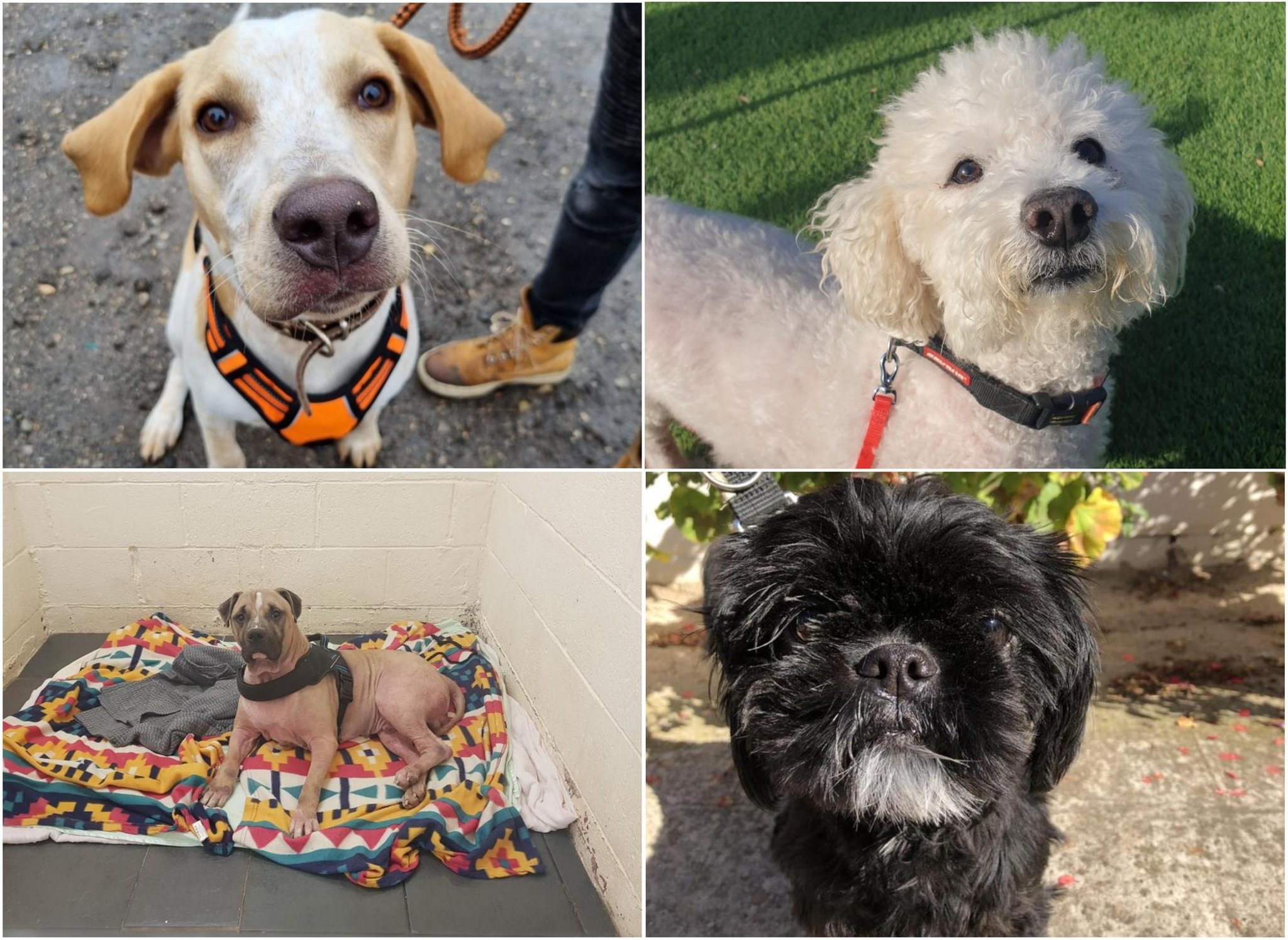 Here are 20 rescue dogs in South Yorkshire looking for love and ...