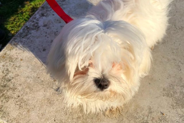 Nicola Ross was keen to share this photo of her Maltese Mini - after her lockdown trim