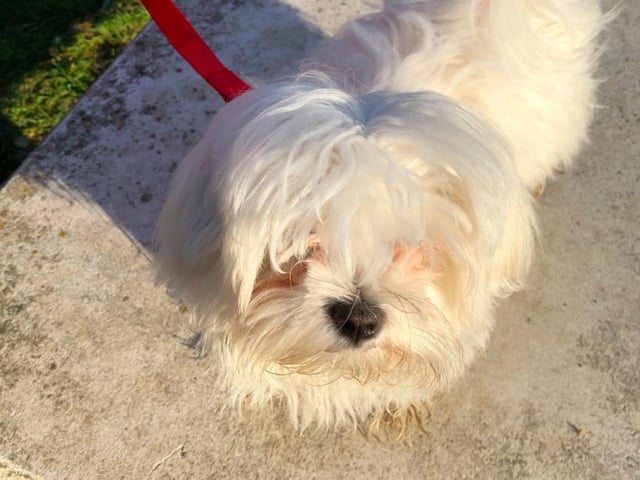 Nicola Ross was keen to share this photo of her Maltese Mini - after her lockdown trim