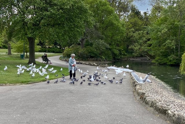 One lady can be seen feeding the birds at Mowbray park while out on a walk.