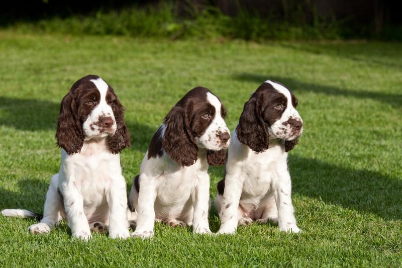 A cousin of the cocker spaniel, the English springer spaniel was not far behind, in seventh place.