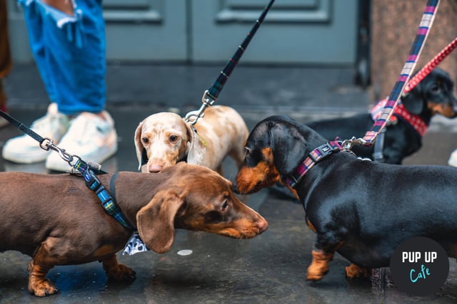 Dachshunds making friends at last week's event.