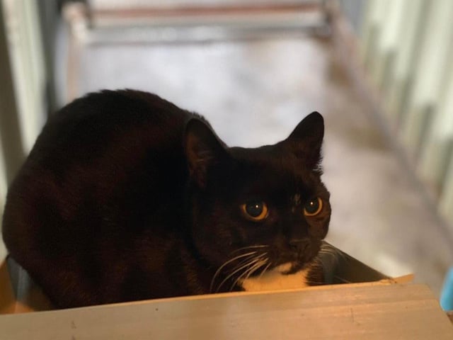 Kirsty came into our centre very scared of humans, but is starting to come around slowly. She would benefit from an experienced owner who understands that she will need time to settle.
