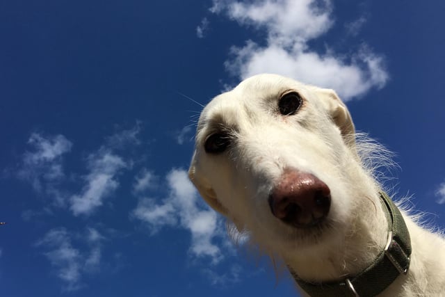 The well-respected Lurcher takes ninth place