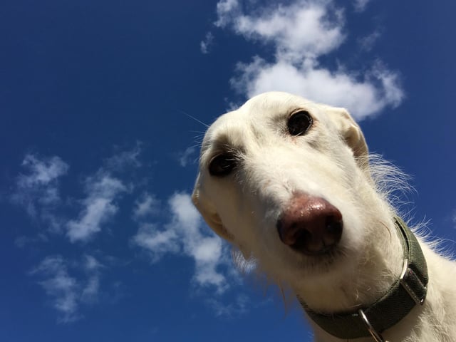 The well-respected Lurcher takes ninth place