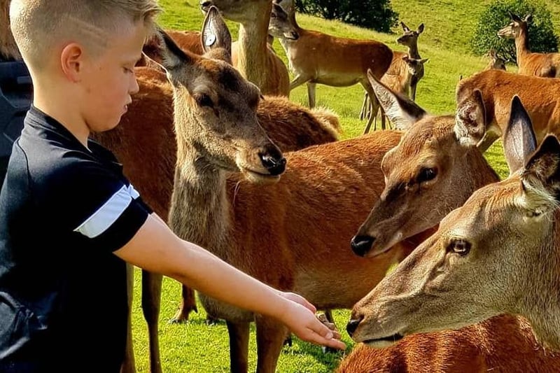 Joanne Smith says that feeding deer by hand was "a wonderful experience" for her son.