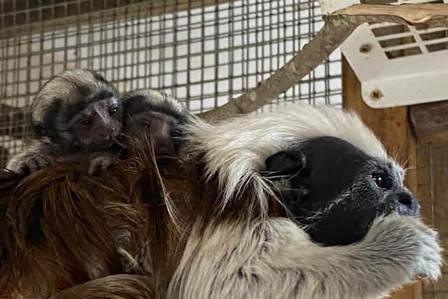 Endangered Cotton Top Tamarin twins born at Yorkshire Wildlife Park.