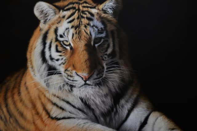 Sam Dolman's painting Hope, which was shortlisted for the David Shepherd Wildlife Foundation’s Wildlife Artist of the Year award