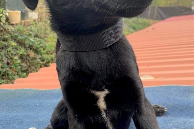 Alisa is an adorable girl who is approximately eight months old. She is good with dogs , friendly with cats and is very loving with people. She is in foster care in the UK. Alisa is vaccinated, chipped, health checked (including full blood screening ), flead and wormed.