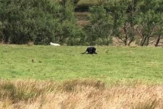 Two teenage boys are convinced they saw a big cat during a camping trip in the Peak District