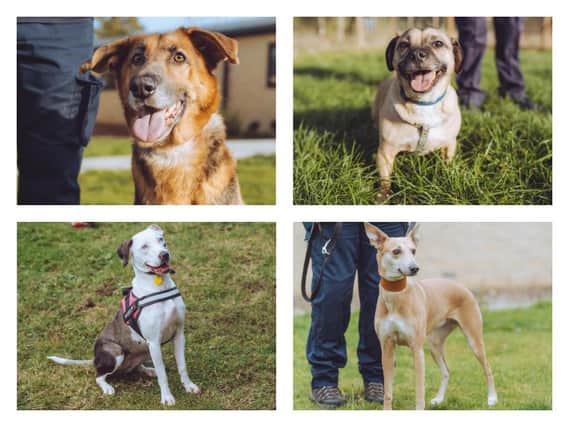 The RSPCA North Derbyshire branch currently has nine beautiful dogs that are looking to be taken home by a caring family.