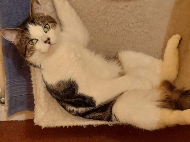 Milo is a short haired cat. Shared by Kayleigh Evans.