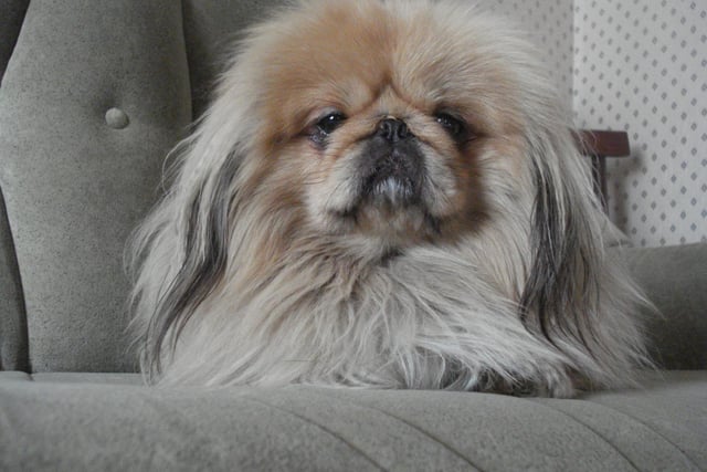 Another breed that are designed for warmth, the Pekingese was originally used in China as a handwarmer. It's a task they are still delighted to carry out today.