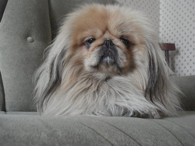Another breed that are designed for warmth, the Pekingese was originally used in China as a handwarmer. It's a task they are still delighted to carry out today.