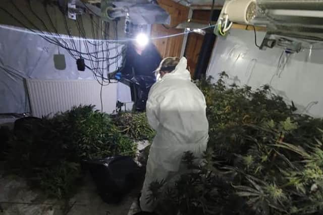 A cannabis farm in Hillsborough, Sheffield, where police said plants worth £300,000 were found