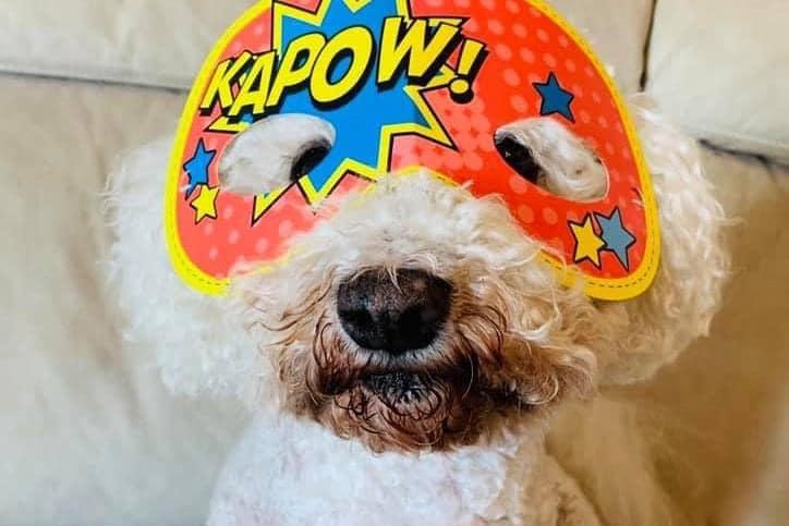No problem too big for 15-year-old Bichon Harvey.