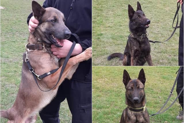 A number of new police dogs are set to his the streets of South Yorkshire
