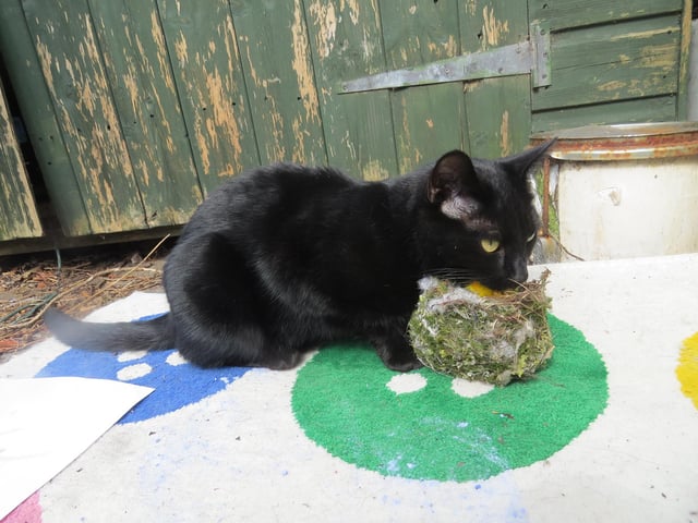 Lucky the cat, who has been (at various points during lockdown) assisting owner Pam Baker with home schooling, climbing very tall trees, messing up neighbours' gardens and living in a model house