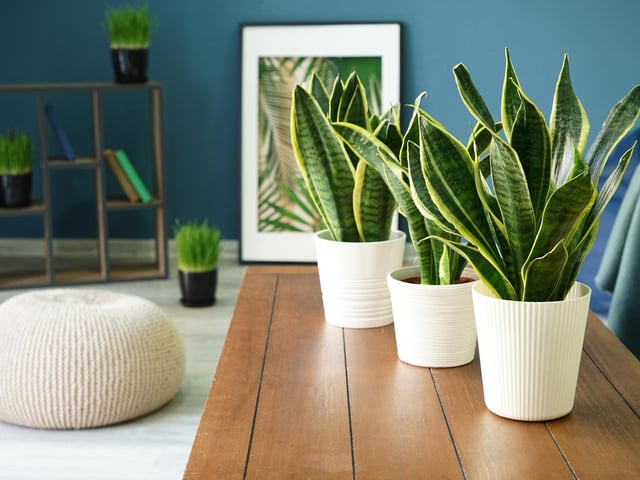 Whilst it may be among the top plants identified by NASA as particularly useful for its air purifying qualities, it is also moderately harmful to humans and pets