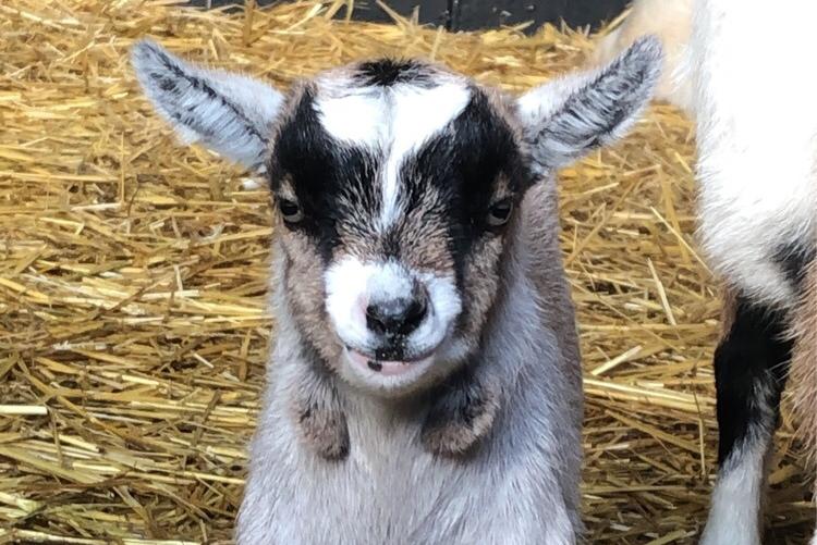 Over in Ossett, you can find The Watering Hole on the Farm, where there is fun for all ages. Here, famous faces include Penny the Pig and Brandon the Bull.