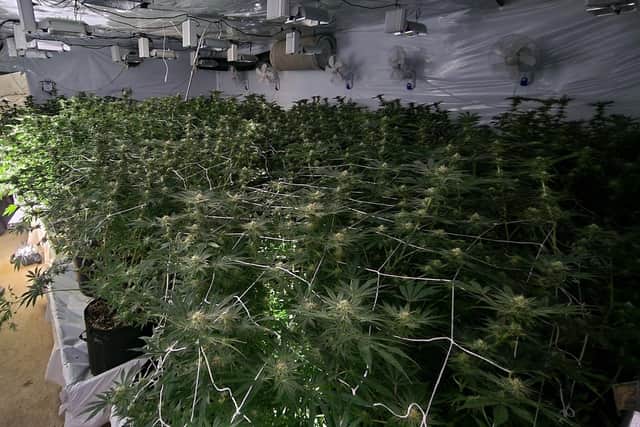 Police found two rooms full of plants on the top floor - one for growing and one for drying.