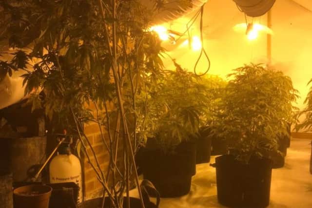 Cannabis plants found by police at a property in Woodseats, Sheffield