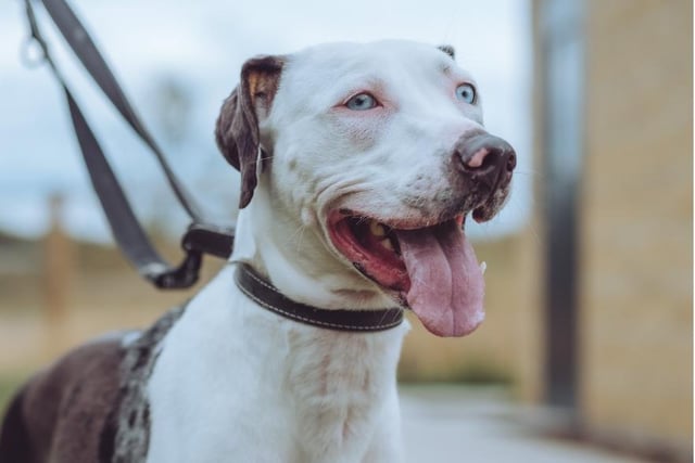 Misty, a two-year-old cross breed, is deaf and needs an owner who can devote time to understanding her deafness. She is a lovable, playful pup and keen to make new friends.