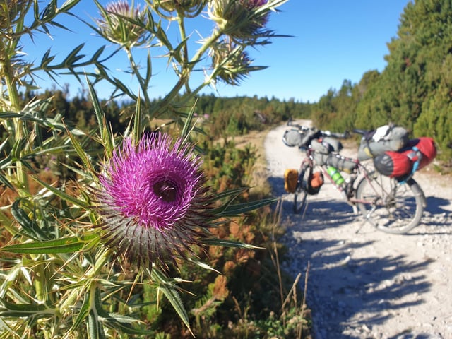 Mike said: "A glorious thistle on Rila Mountain National Park in Bulgaria reminded me of Scotland."