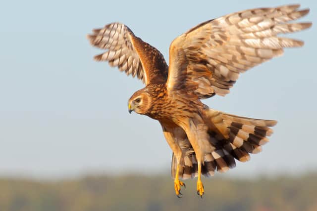 It comes after two rare male Hen Harriers suddenly disappeared from a shooting moor in the Peak District, leading to the loss of two nests and 10 eggs, in May 2022.