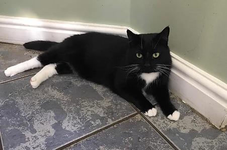 Lyra is around five years old and is looking for a new home with no kids, dogs or other cats. She's described as a "stressy lady" so needs someone patient and kind with whom she can build a relationship with. Available from RSPCA