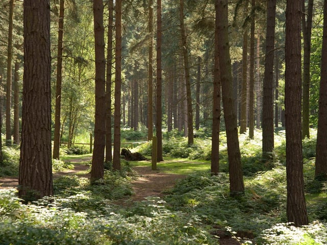 Sherwood Forest is open Saturday and Sunday 9am to 5.30pm and a takeaway stand is offering food including sausage rolls, sandwiches, hot and cold drinks, cakes and ice cream.