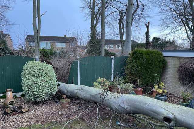 The 50-ft beech fell from the plantation behind the homes on Netherthorpe Road