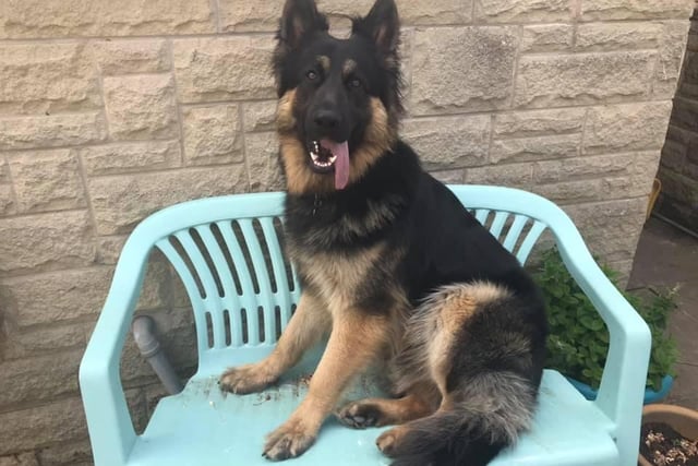 Four year old German Shepard Axl. Shared by Shirley Percival.