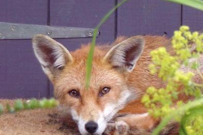 Karen Mason spotted this fox "guarding" her summerhouse.