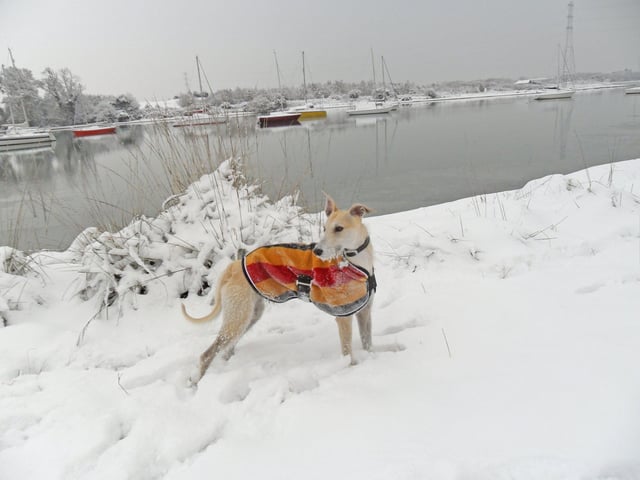 Lurcher Stanley at Fareham creek.