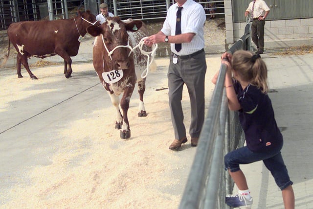 A child watched as the first cows are judged in the ring in 1999