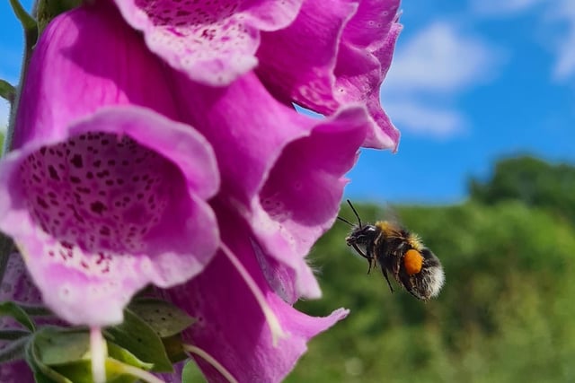 Bee collecting pollen taken by Margaret Everley