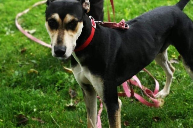 This two-year-old male lurcher could not live with cats, dogs or children.