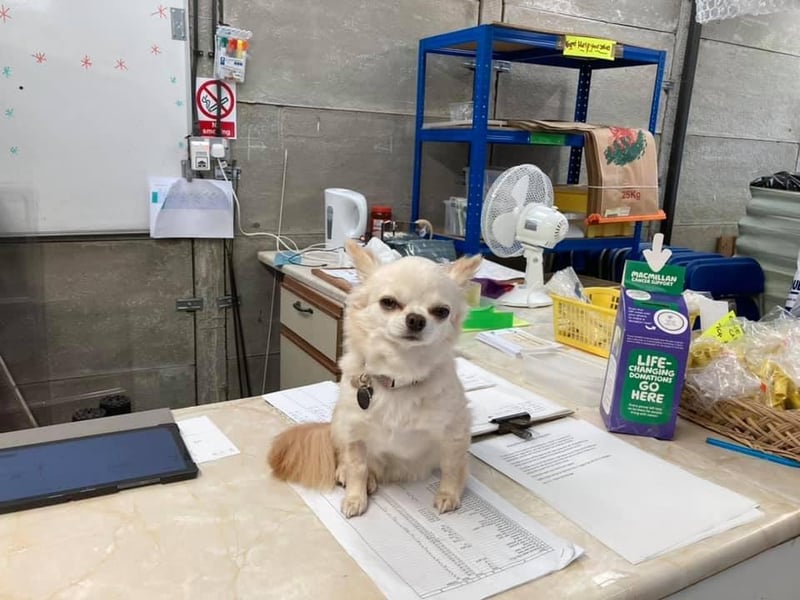 This is Tango, owned by Annie Long.