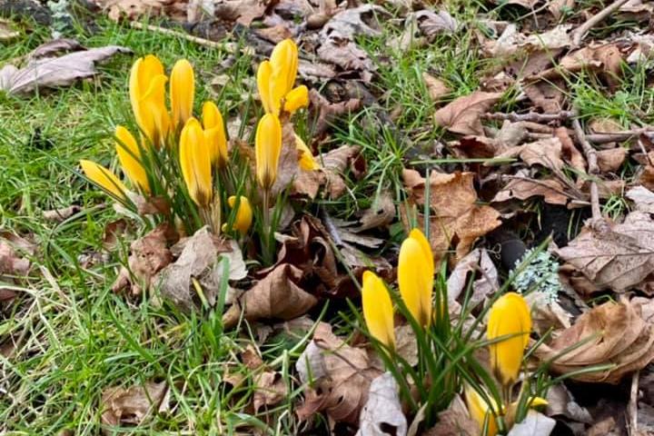 Elaine Mitchell Craig said that seeing the crocuses out beside the Rosebank roundabout lifted her spirits.
