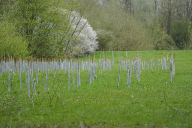 Phil Jackson from 'Friends of Waterthorpe Park' who want to develop a 'Green Corridor'. Some of the  new trees that have been planted. Picture Scott Merrylees