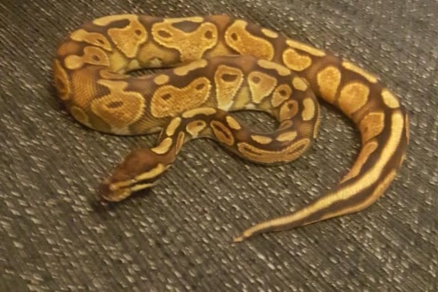 This is Rusty, an enchi black pastel yellow belly royal python. Photo submitted by Julia Hall.