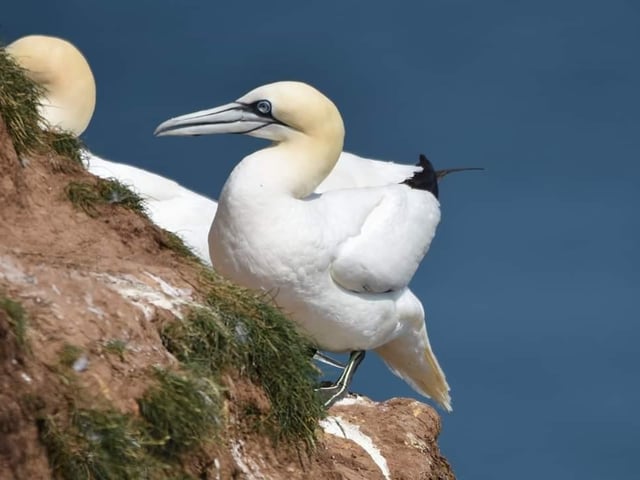 Gannet on Bempton cliff