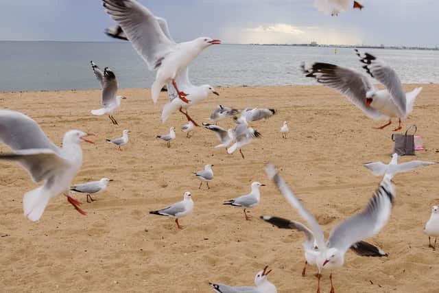 As Sheffielders head to the seaside during the school Easter holidays, a national trade body is urging people to be wary of gulls as their egg-laying season gets underway (Photo: Vagner Ribeiro)